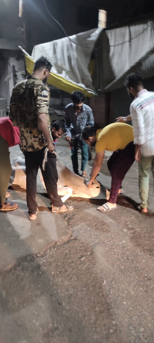 niluanjna's tweet photo. मध्य प्रदेश आंजना समाज हेल्पलाइन द्वारा उज्जैन जिले में टीकाकरण अभियान चलाकर गोमाता के जीवनरक्षार्थ सेवाकार्य किया जा रहा है । @ChouhanShivraj @PMOIndia @aajanarajasthan @devjimpatel https://t.co/1jiqxIm15L