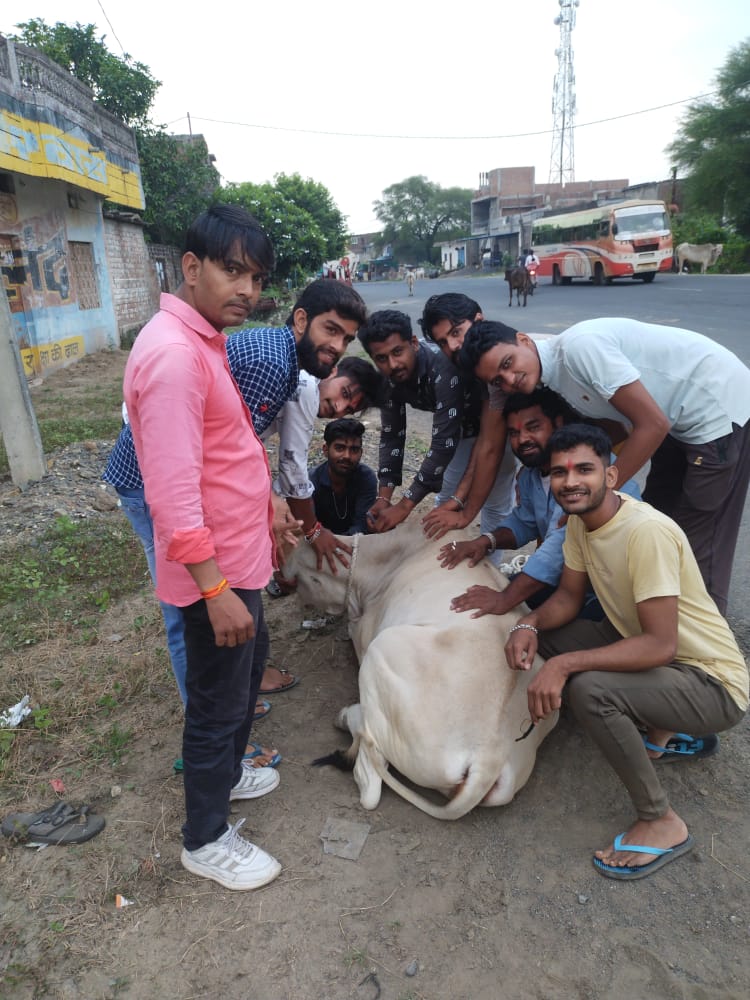 niluanjna's tweet photo. मध्य प्रदेश आंजना समाज हेल्पलाइन द्वारा उज्जैन जिले में टीकाकरण अभियान चलाकर गोमाता के जीवनरक्षार्थ सेवाकार्य किया जा रहा है । @ChouhanShivraj @PMOIndia @aajanarajasthan @devjimpatel https://t.co/1jiqxIm15L