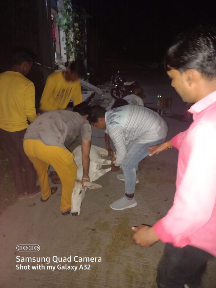 niluanjna's tweet photo. मध्य प्रदेश आंजना समाज हेल्पलाइन द्वारा उज्जैन जिले में टीकाकरण अभियान चलाकर गोमाता के जीवनरक्षार्थ सेवाकार्य किया जा रहा है । @ChouhanShivraj @PMOIndia @aajanarajasthan @devjimpatel https://t.co/1jiqxIm15L