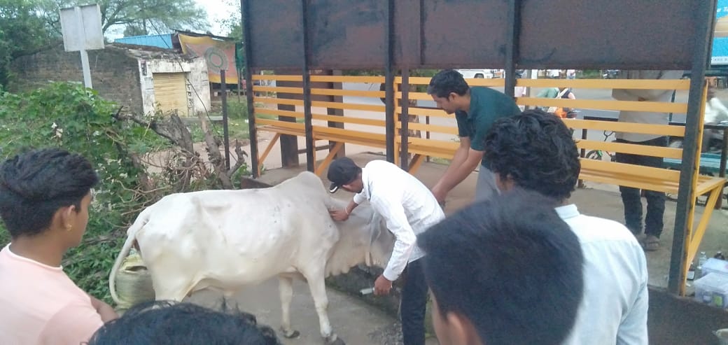 niluanjna's tweet photo. मध्य प्रदेश आंजना समाज हेल्पलाइन द्वारा उज्जैन जिले में टीकाकरण अभियान चलाकर गोमाता के जीवनरक्षार्थ सेवाकार्य किया जा रहा है । @ChouhanShivraj @PMOIndia @aajanarajasthan @devjimpatel https://t.co/1jiqxIm15L