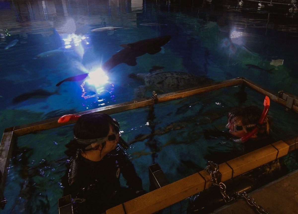 becquartcha's tweet photo. So, shark tanks are fun... https://t.co/TLlmrtIXQQ
