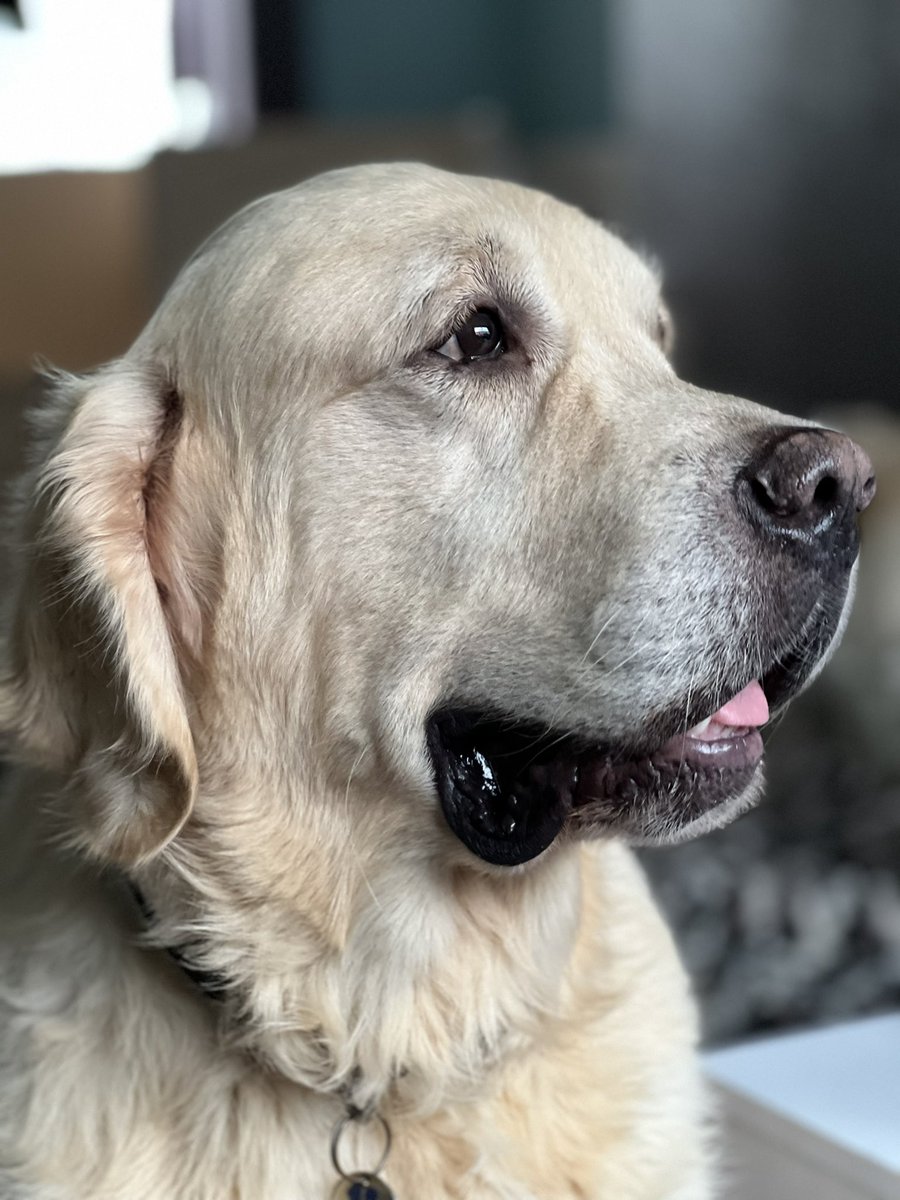gorgeousgoldies's tweet photo. For those still wondering where Frank gets his massive head from!! 🤣🤣🐾🐾🐾 #goldenretriever #dog #studdog https://t.co/9YZZJBqBnw