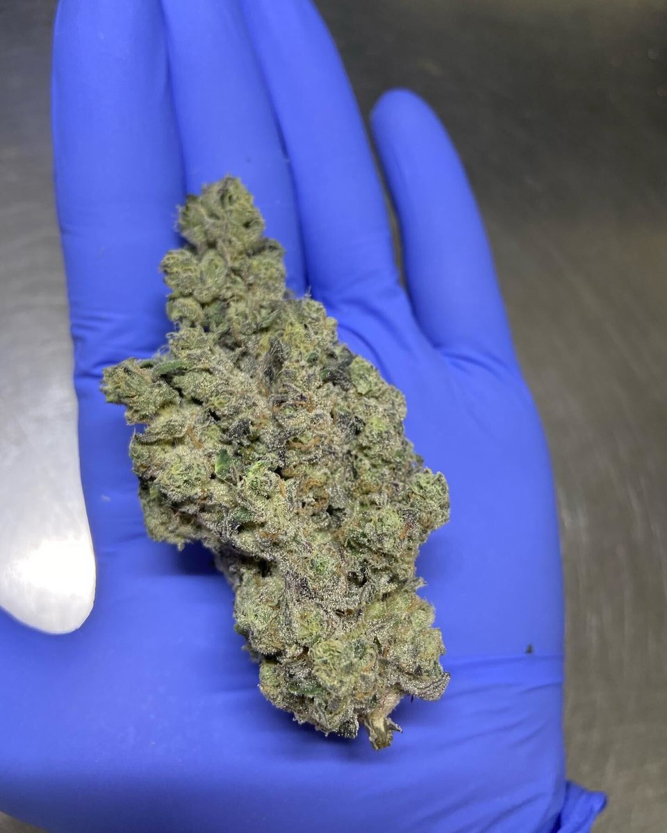 korovaunrivaled's tweet photo. This GUSH MINTS is making my eyes water.
Trim room smells like straight gas with hints of Gelato.
Bred by @Pcgclones #gushmints https://t.co/XZI0j1Dv0T