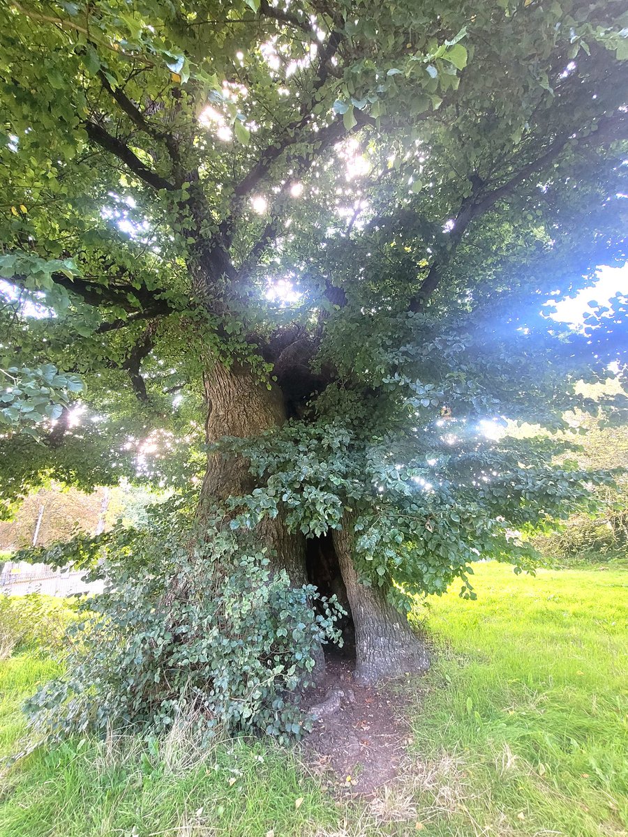 BtnHoveAS's tweet photo. These twin Elms at #PrestonPark are thought to be over 400 years old, meaning they were possibly planted during the reign of the first King Charles. One of the elms is to be preserved as gilded art, something Charles II would have rather enjoyed, we think!
#trees #EnglishElm https://t.co/sOpk094LOA