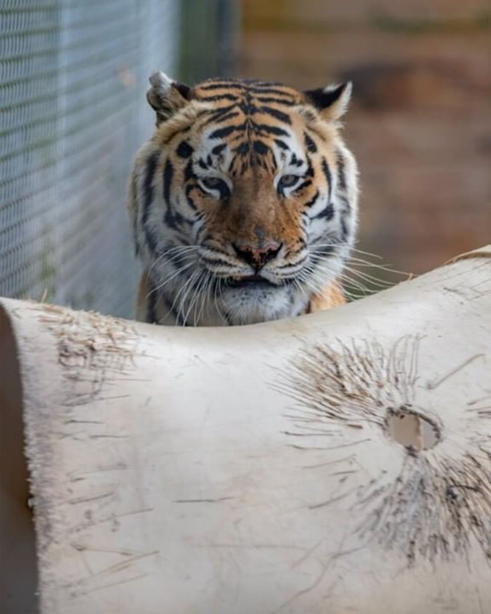 Destin-Fort Walton Beach tweet media