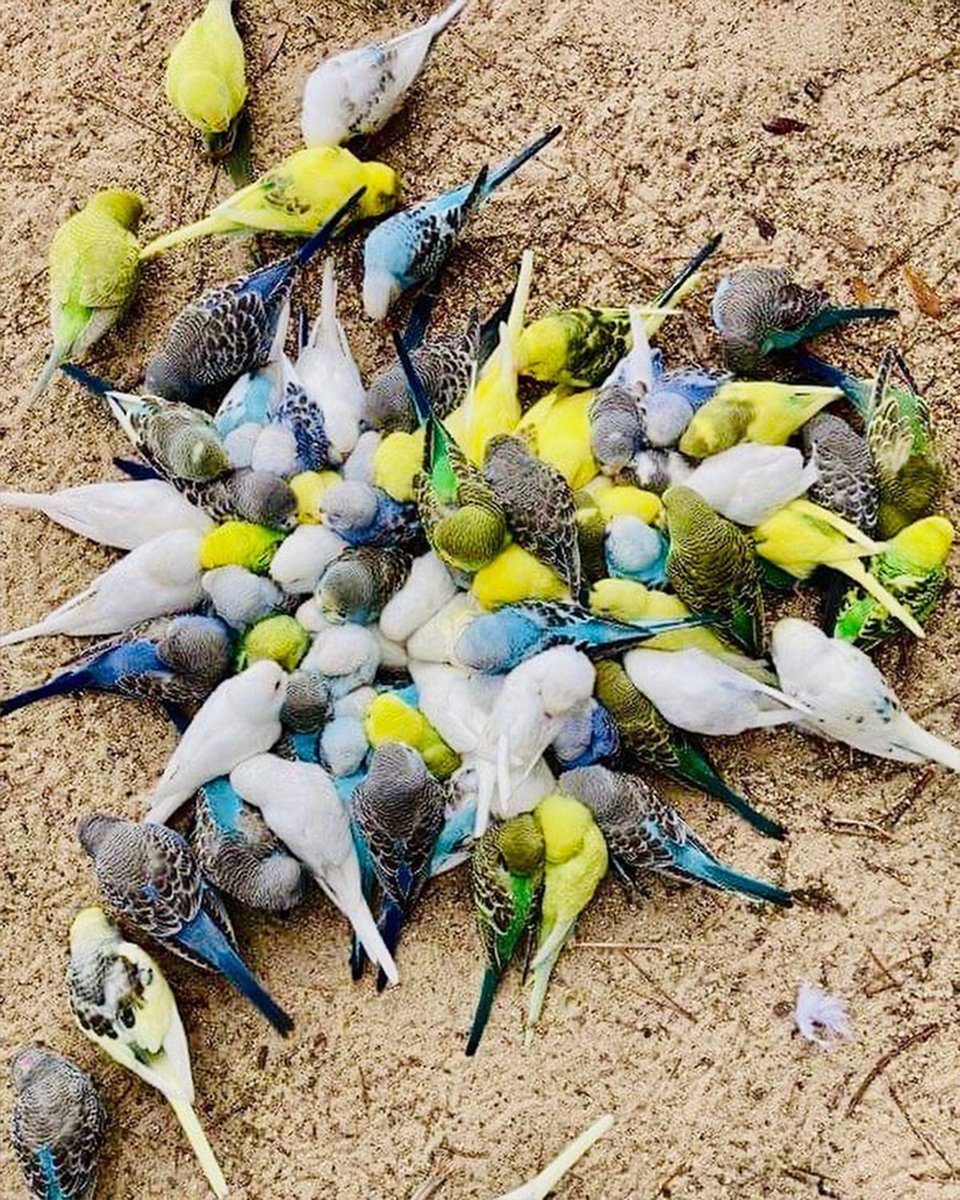 Destin-Fort Walton Beach tweet media