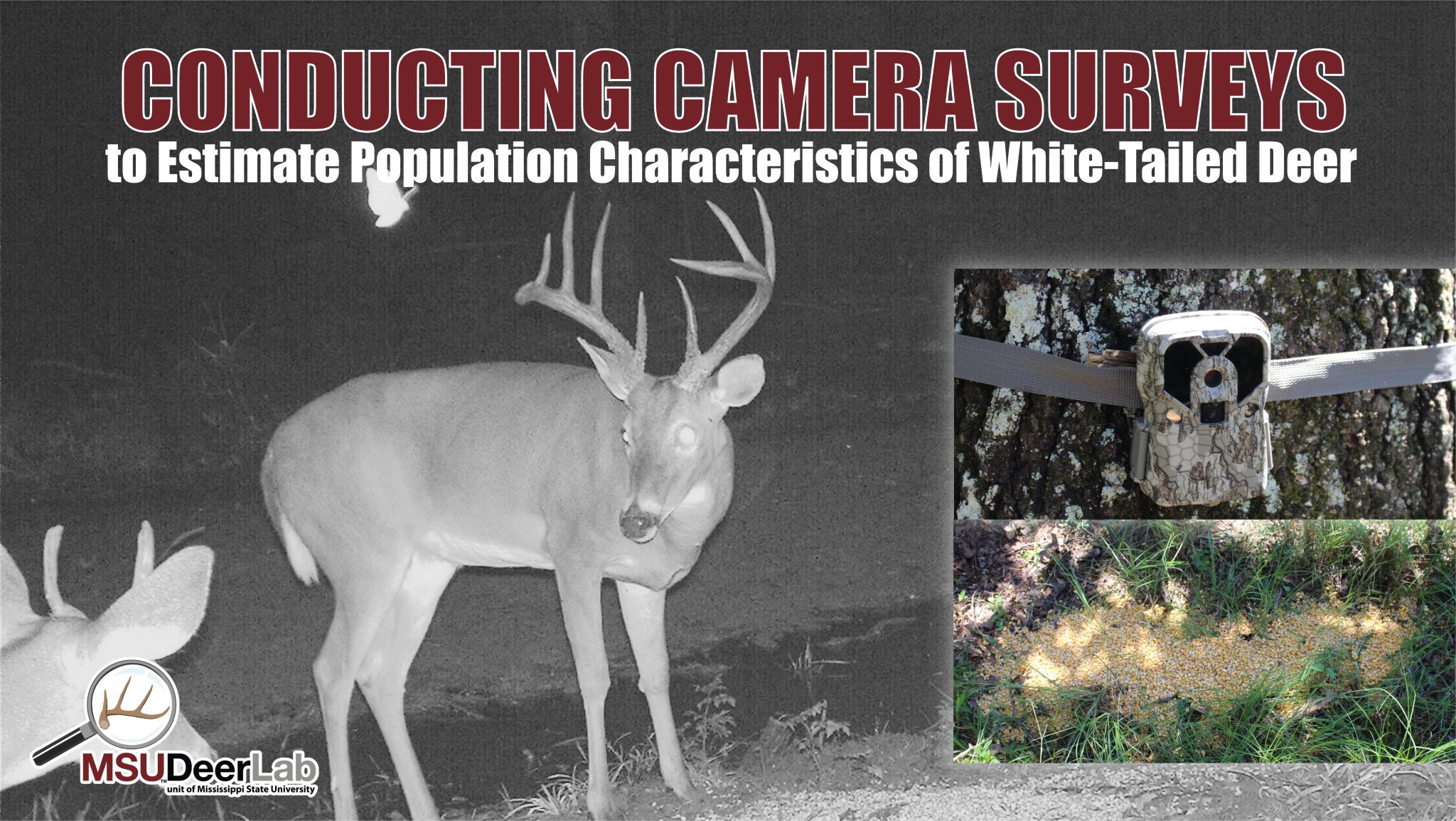 The Normal Buck To Doe Ratio The Normal Buck To Doe Ratio
