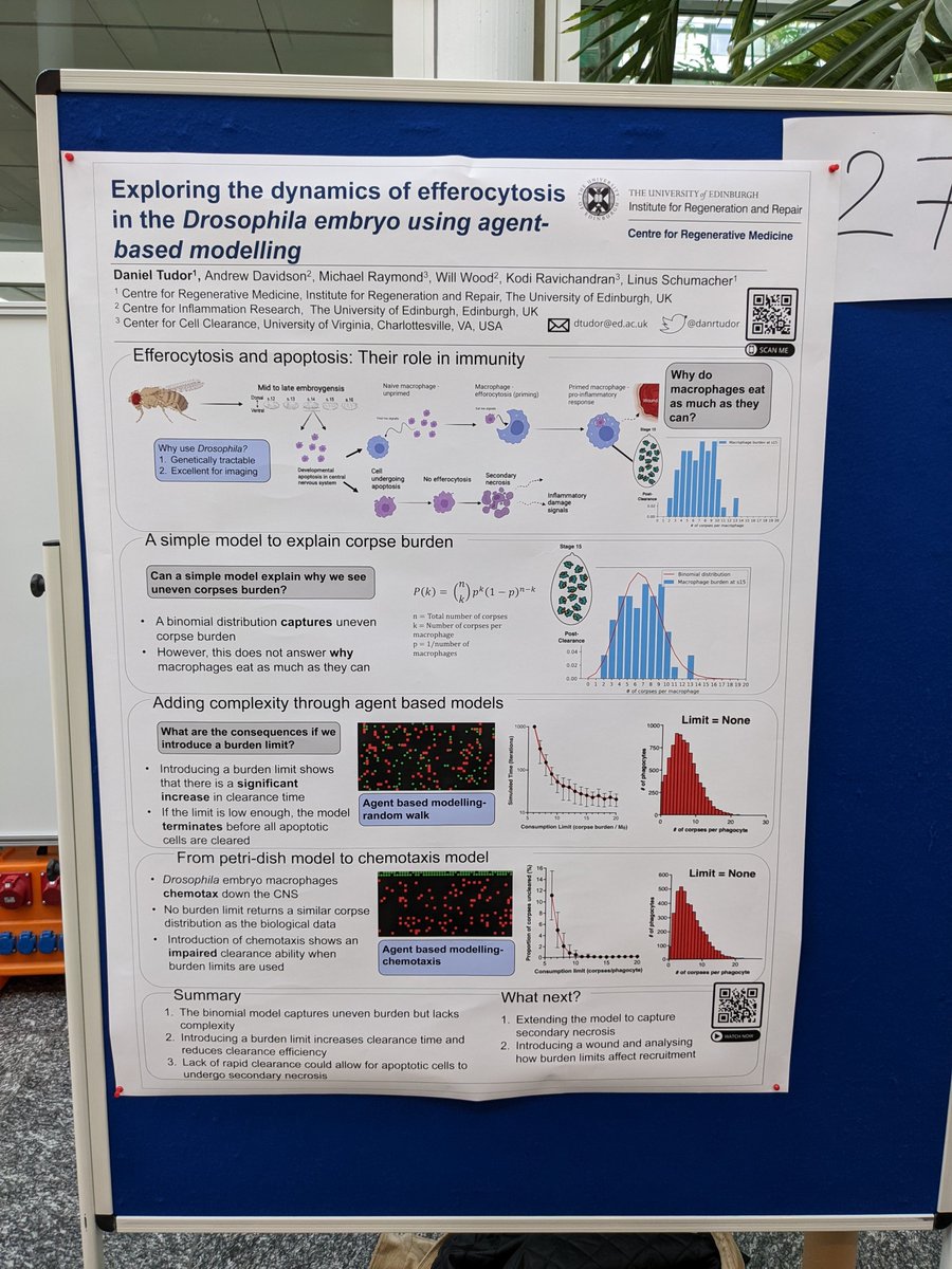 danrtudor's tweet photo. Why do macrophages eat as much as they can? Come find out at poster no 27 in DKFZ @ecmtb2022  @smb__2022 https://t.co/JQLwIgyaWH