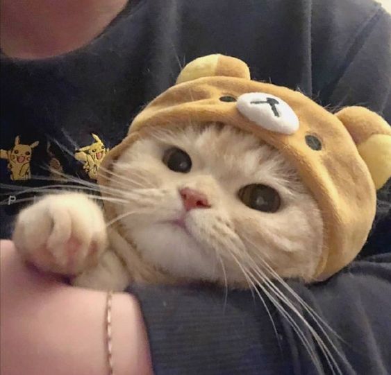 Life_ashes's tweet image. Цієї зими мене гріє бавовна