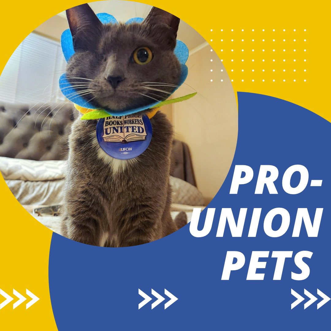 Juju is dreaming of a better world for workers everywhere. Show us your #prounionpet in solidarity! #UnionStrong #catlovers #uniontown
