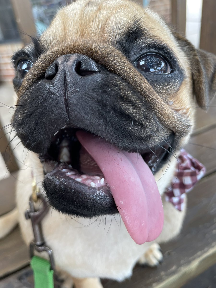 ExtraLargeSmp's tweet image. no shit posts, just a happy boy