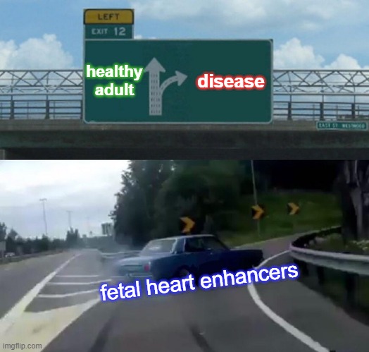 With all eyes on Covid, it’s been easy to forget that HEART DISEASE is still the #1 killer worldwide. 

What do transcriptional enhancers have to do with it? Some insights from our latest work 🧵

cell.com/cell-reports/f…
