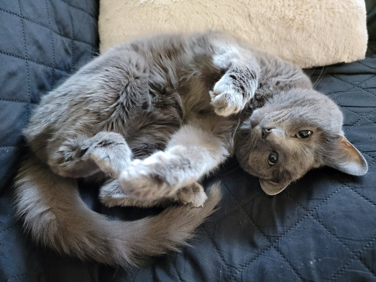 SamHuilman's tweet photo. My little Prometheus kitty is being cute as hell https://t.co/W11y1bY4T9
