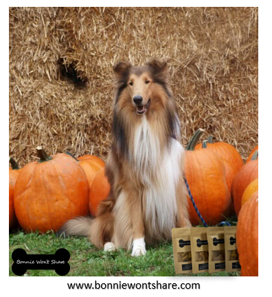 won_share's tweet photo. #dogsofinstagram #bonniewontshare #dogsoffacebook #doglovers #tasty #dogsoffacebookofinstagram #Puppies #dogsoflinkedin #dogs #autum #autumnmood #autumn2022 #fall #fallfun #Fall2022 #fallvibes #collie #collielove #collielover #collielovers https://t.co/6otAiZGeZy