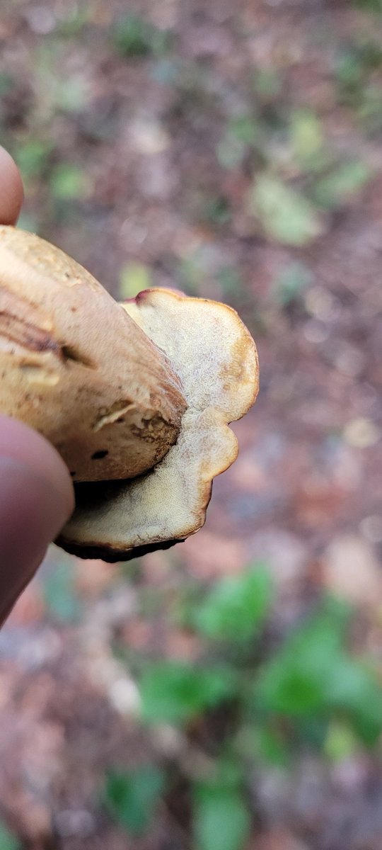 Little bolete. Pine I think? 

#fungi #fungus #fungusphotography #mushrooms #nature #forest #mycologyireland