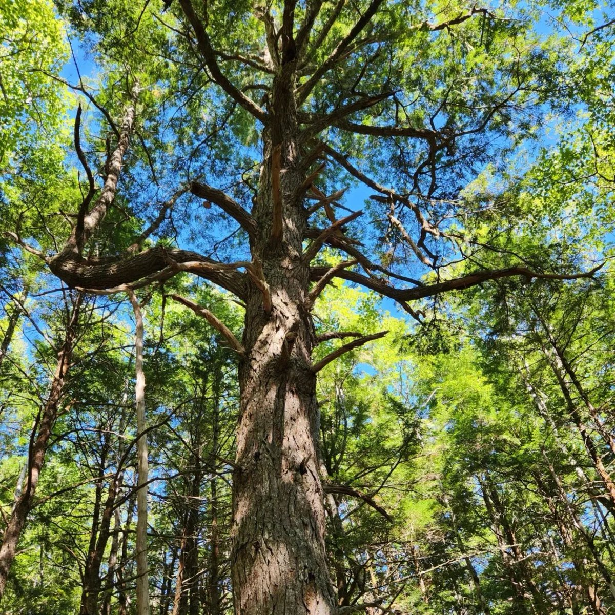 Check out some photos from our overnight Ecology Field Camp held at the Mersey Tobeatic Research Station, where we learned about old growth forests, wetlands, and the importance of BIPOC leadership in STEM!