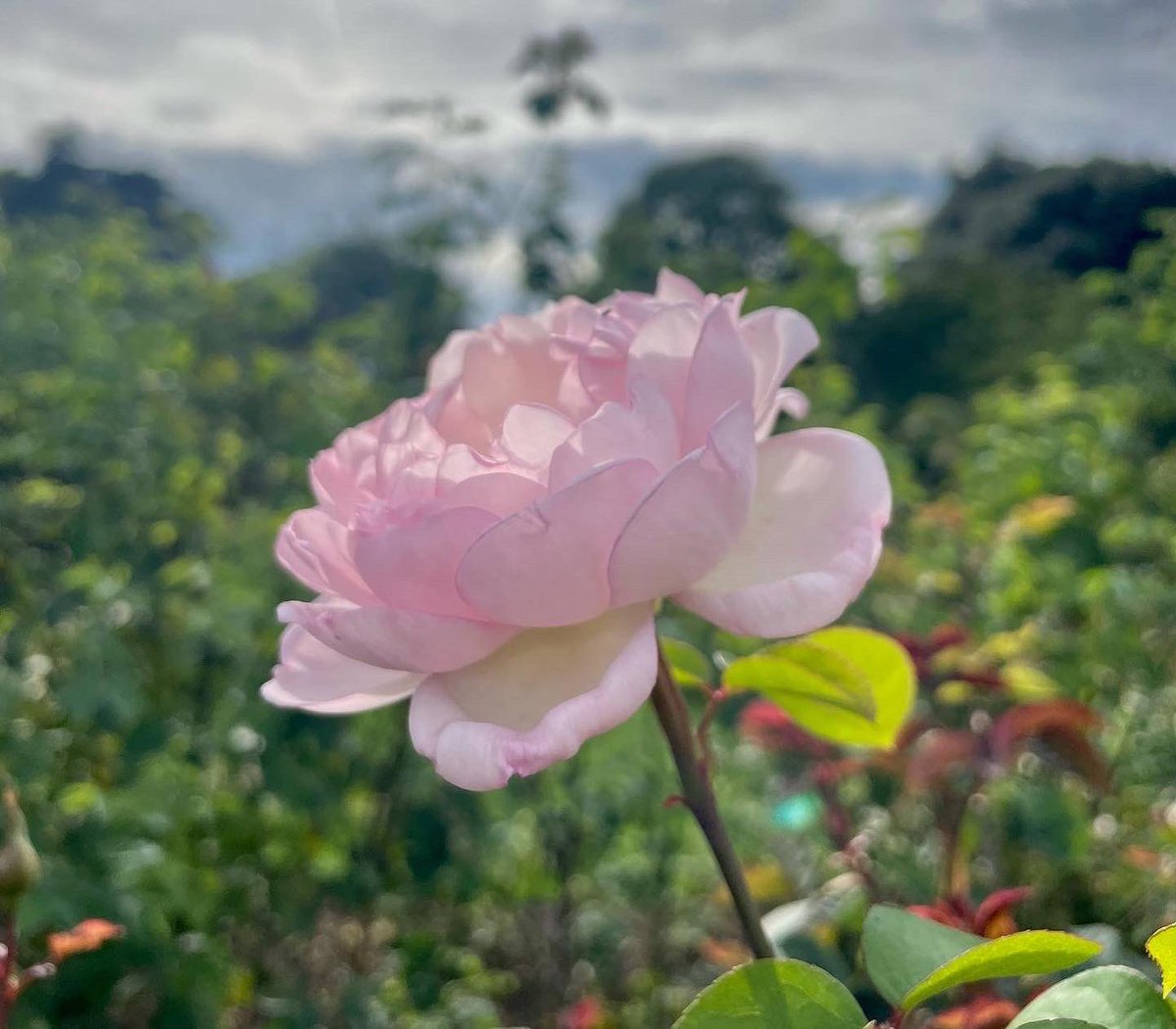 Beyond Curated tweet media