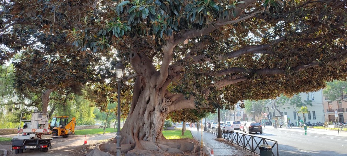 AjuntamentVLC's tweet photo. 🌳Iniciem el pla de revisió de l’arbrat monumental previst en la nova contracta de jardineria sostenible.👉Les primeres actuacions✂️ s’han dut a terme al Ficus macrophylla del Jardí de les Alberedetes de #Serrans i al Ficus elastica ubicat a l’#Albereda.
🔗https://t.co/ACS7kU0KPE https://t.co/mLsF0Jx9cw