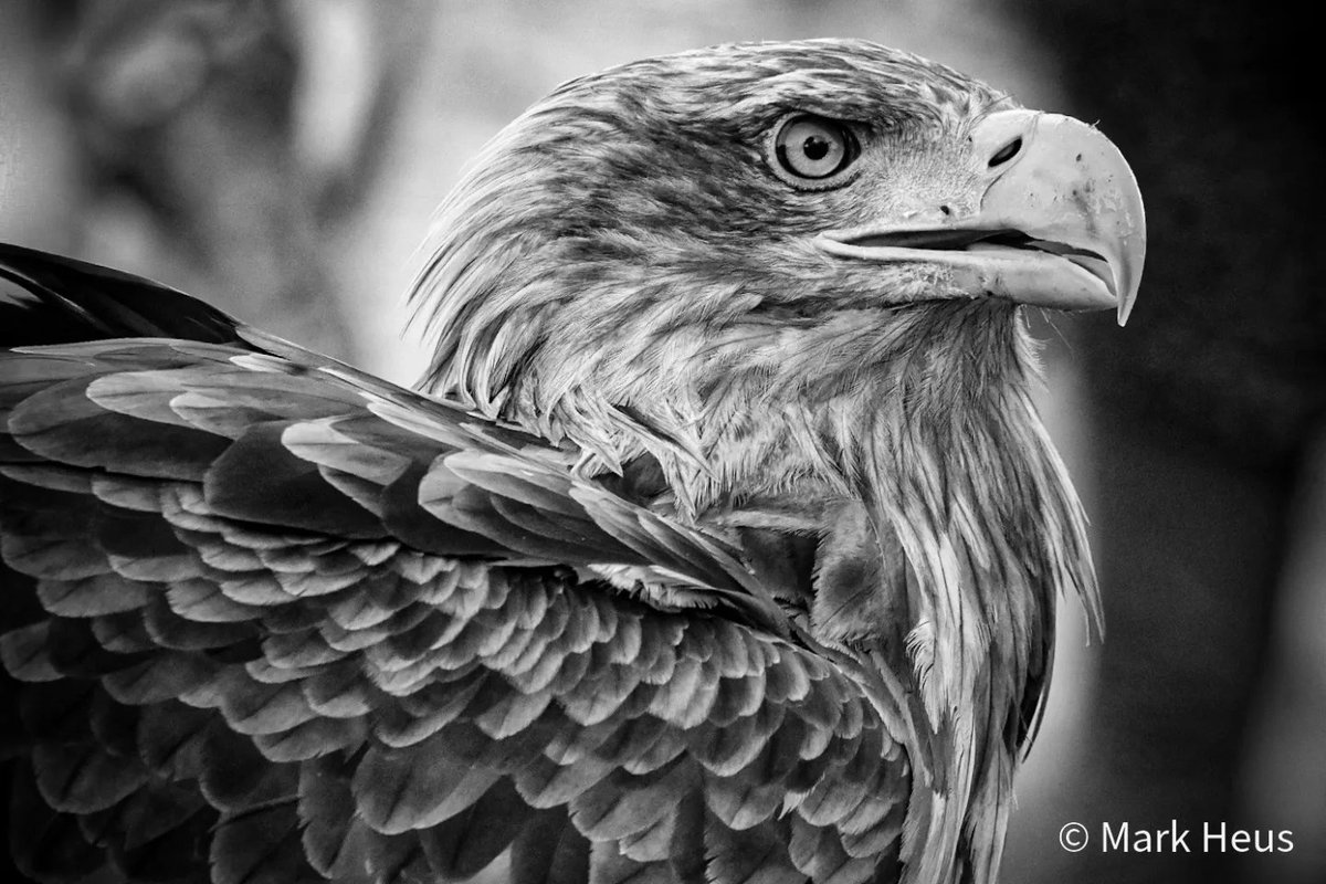 Zeearend- White-tailed Eagle <a href="/VroegeVogels/">Vroege Vogels</a>
@Natuurmonument
<a href="/zeearend2020/">Zeearend2020</a>

#zeearend #hobbyfotografie #vogelfotografie #bestbirdshot #vroegevogels