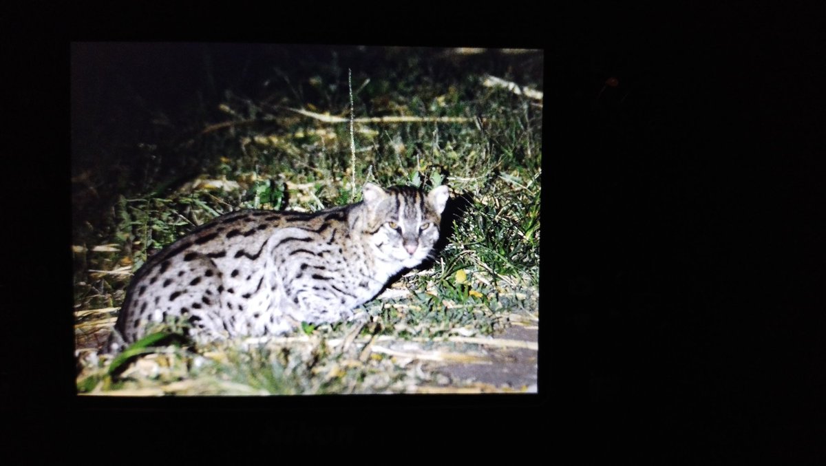 crasi1net's tweet photo. #Jetwing #viluyana arranges one of the best night safaris you could ask for. Mr. Chaminda Jayasekara guides u through every possible location and the best part is, he puts his 100%   to conserve these elusive creatures.
#Fishing_cat
#Eurrasian_otter
#Jungle_cat https://t.co/MPhKkSg1VR