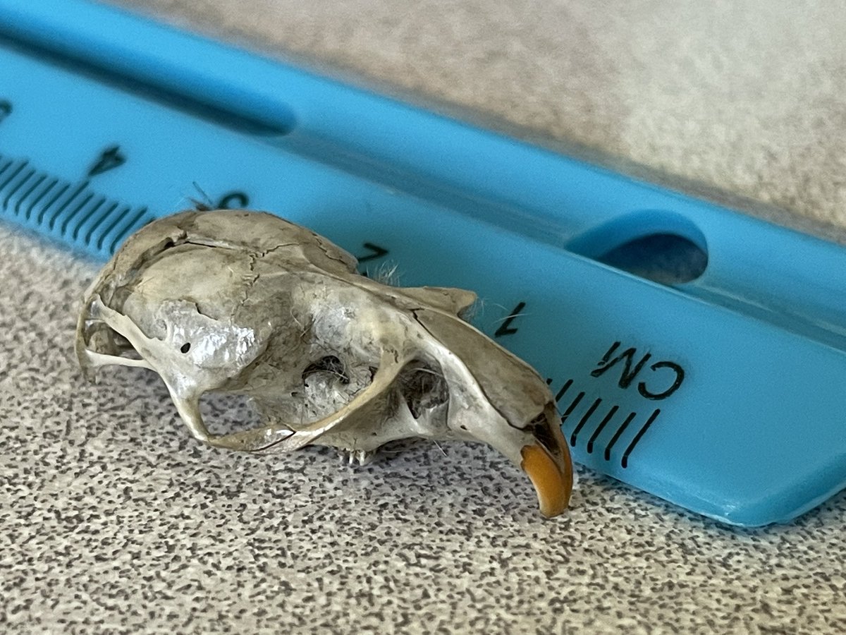 5th grade scholars practicing their observation skills with owl pellets. #latetweet #crestwoodowls <a href="/CrestwoodElem/">Crestwood Elementary School</a> <a href="/FCPSR3/">FCPS Region 3</a> <a href="/fcpsnews/">Fairfax Schools 🌟</a> <a href="/FCPSSTEAM/">FCPS STEAM</a> @FCPSScience
