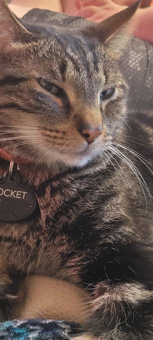 Why do my cats drink from the cursed upstairs toilet like it's the fucking fountain of youth when they<a href="/tag/spotifywrapped"class="tags"><span>#spotifywrapped</span></a>