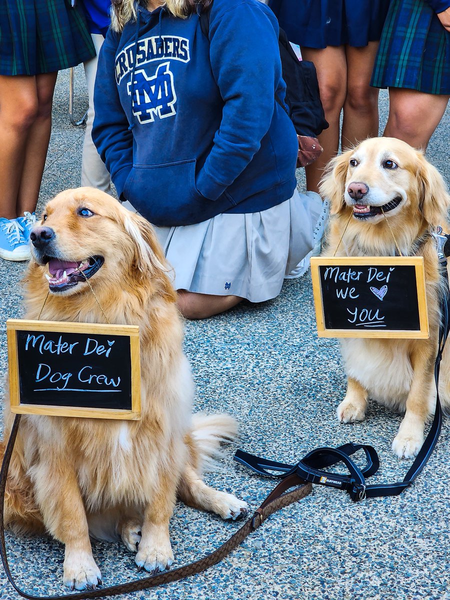 Mater Dei Catholic Elementary and High School students have been greeted by therapy dogs Jimmy Choo, Katie, and Kalua for the past two mornings. Thank you to Golden State Service Dogs for making our community such a loving one.