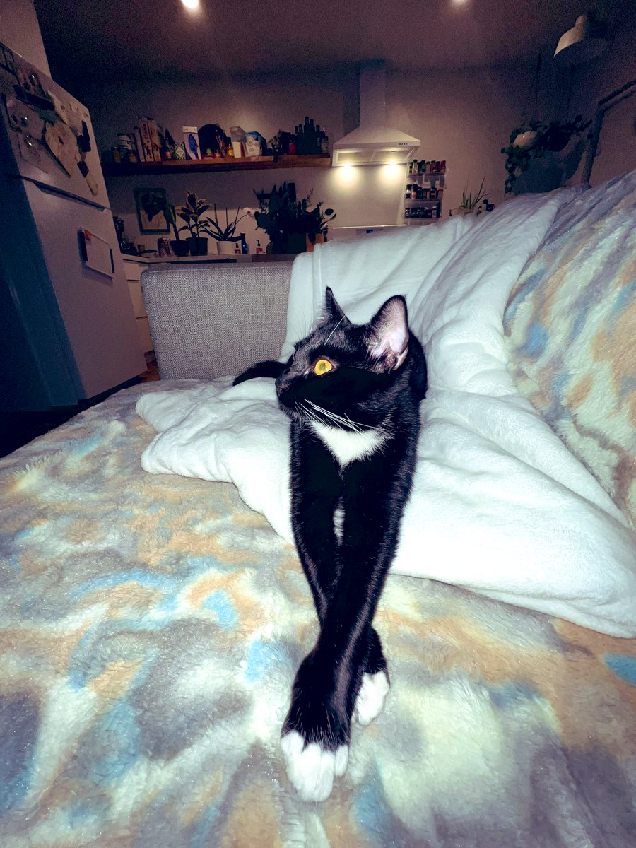 “We eat tuna pâté off of fine china, now.” -Cats #Iconic #CatsOfTwitter #cats #CatsOnTwitter