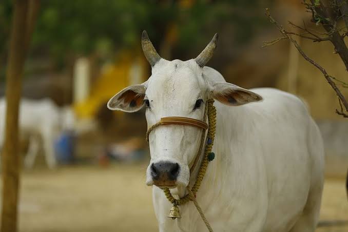 ShashiKan_tt's tweet photo. This is our responsibility to save COW let's save from lumpy skin disease #Savecows https://t.co/6KSo0diMuF