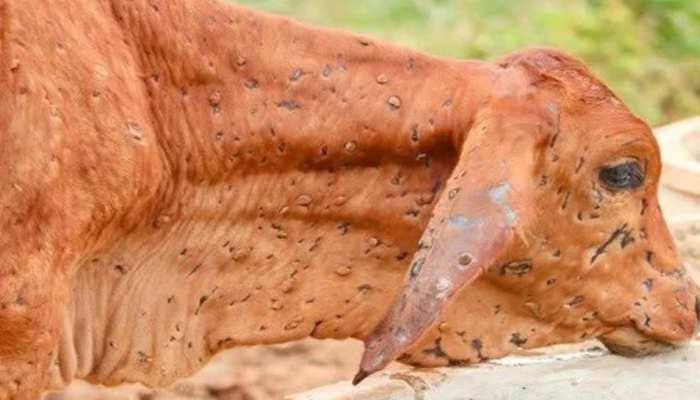 ShashiKan_tt's tweet photo. This is our responsibility to save COW let's save from lumpy skin disease #Savecows https://t.co/6KSo0diMuF