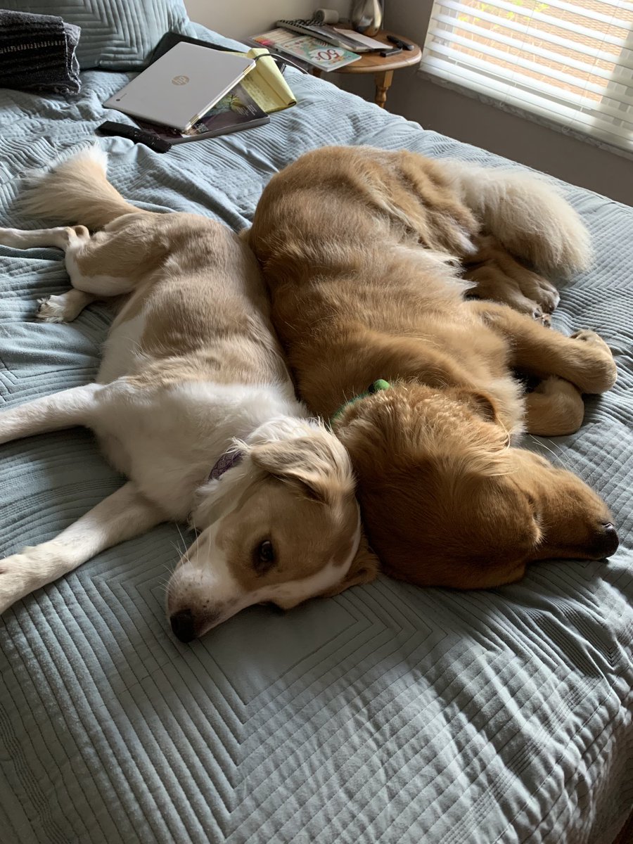 johnnypine777's tweet photo. Sleepy time! https://t.co/OKraLIEyux