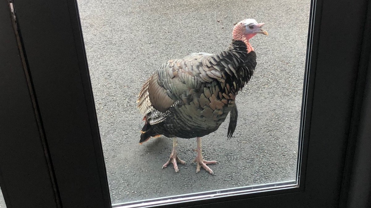 Important message re: Gerald, the RIC Turkey: Gerald, or one of his flock, has been behaving aggressively around people. Thomas T. Gobbles, Assoc. Prof. of Human-Fowl Relations, says this is likely because people have been feeding him or her. Please DO NOT feed the turkeys.