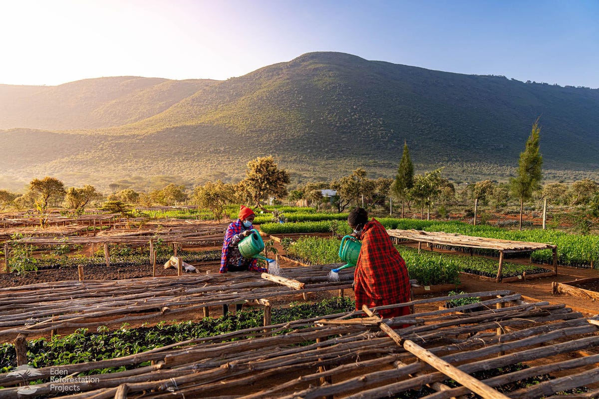 Climate Solutions: How Eden Reforestation Projects Has Planted And Restored Nearly A Billion Trees – And Is Looking For Companies To Partner With dlvr.it/SYgrF1