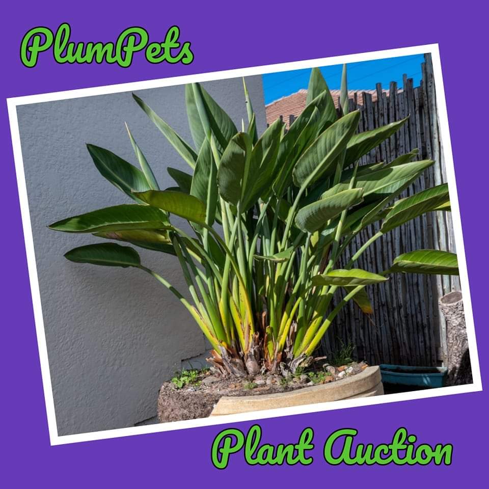 @PlumPets tweet media