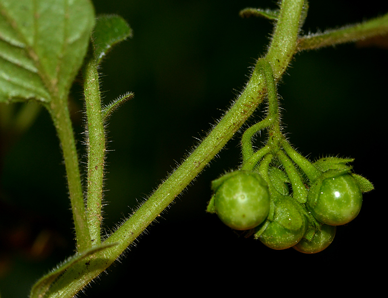 The fruits of Green Nightshade (Solanum nitidibaccatum - but formerly S. physalifolium) from a Norfolk beet field. @NatPhotoLtd @BSBIbotany #TwitterNatureCommunity #TwitterNaturePhotography