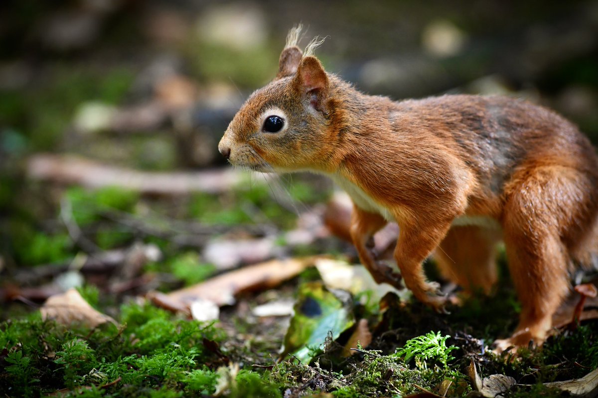 It’s always nice to spot red squirrels in the #LakeDistrict #Redsquirrels