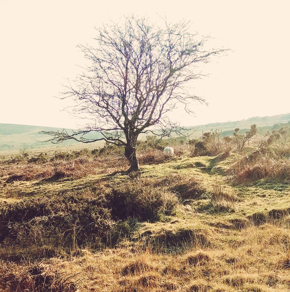 Thedeepfriedte1's tweet photo. Yesterday's Fleeting Fear
#trees #NaturePhotography #naturelovers #feelings #findingwords #artofphotography https://t.co/iuSTvYmECK
