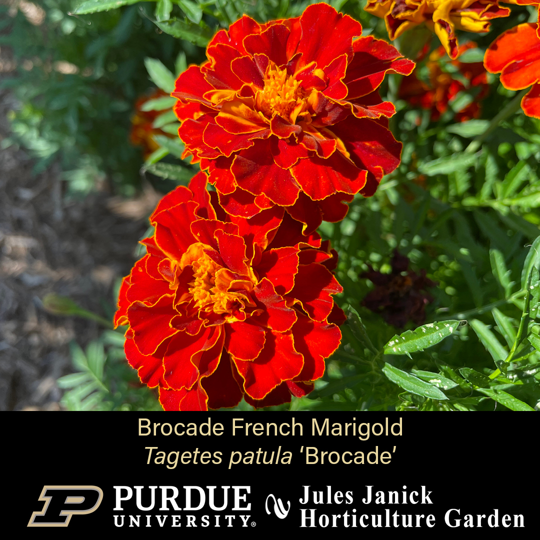 PurdueHortLA's tweet photo. The show is still on in the Jules Janice Horticulture Garden:
* Brocade French Marigold *
* Extra Dwarf Marine Heliotrope *
* Purple Dome New England Aster *
* Roxanne Geranium *
#JJHGTuesday #PurdueHortLA #PurdueAg #PicturePurdue #Horticulture #PlantLove #GardenInspiration https://t.co/79mG0Y627m