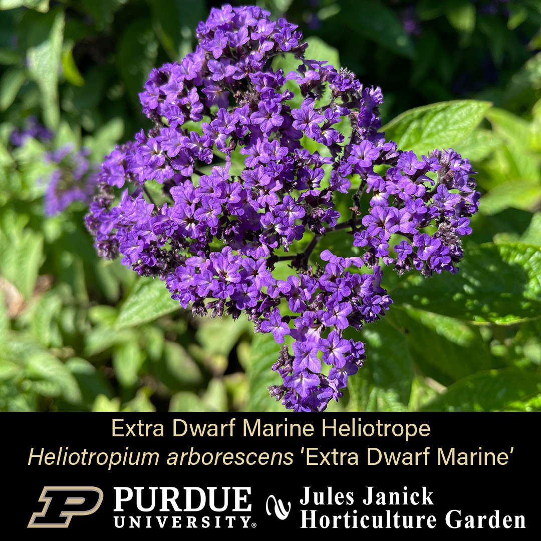 PurdueHortLA's tweet photo. The show is still on in the Jules Janice Horticulture Garden:
* Brocade French Marigold *
* Extra Dwarf Marine Heliotrope *
* Purple Dome New England Aster *
* Roxanne Geranium *
#JJHGTuesday #PurdueHortLA #PurdueAg #PicturePurdue #Horticulture #PlantLove #GardenInspiration https://t.co/79mG0Y627m