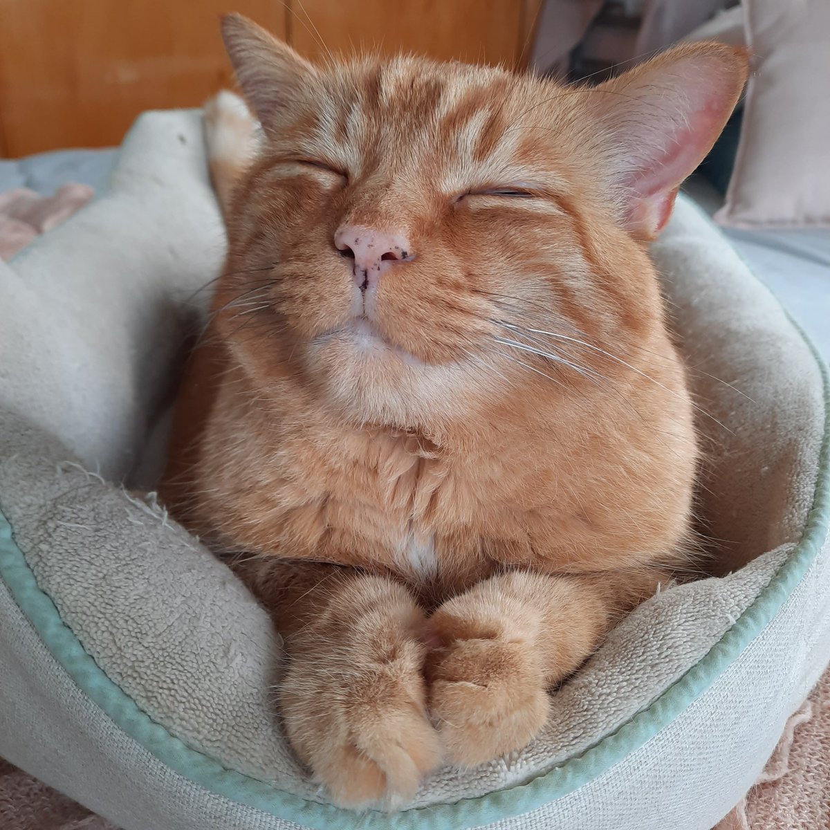 janinekrippner's tweet photo. Hi π I hope you have moments in your day that feel this good.
#thosepaws #ohmyheart #happyplace #nosefreckles https://t.co/FkNg0mhXOH