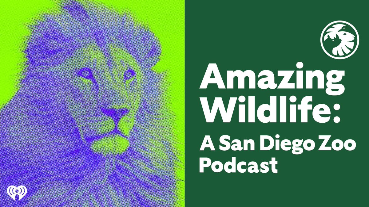 For this very special episode of Amazing Wildlife, join global phenomenon and world-renowned conservationist, <a href="/janegoodallinst/">Dr. Jane Goodall & the Jane Goodall Institute</a>, as she shares her lifelong passion for wildlife and her commitment to saving our natural world! <a href="/sandiegozoo/">San Diego Zoo Wildlife Alliance</a> 

Listen here: ihr.fm/AmazingWildlife