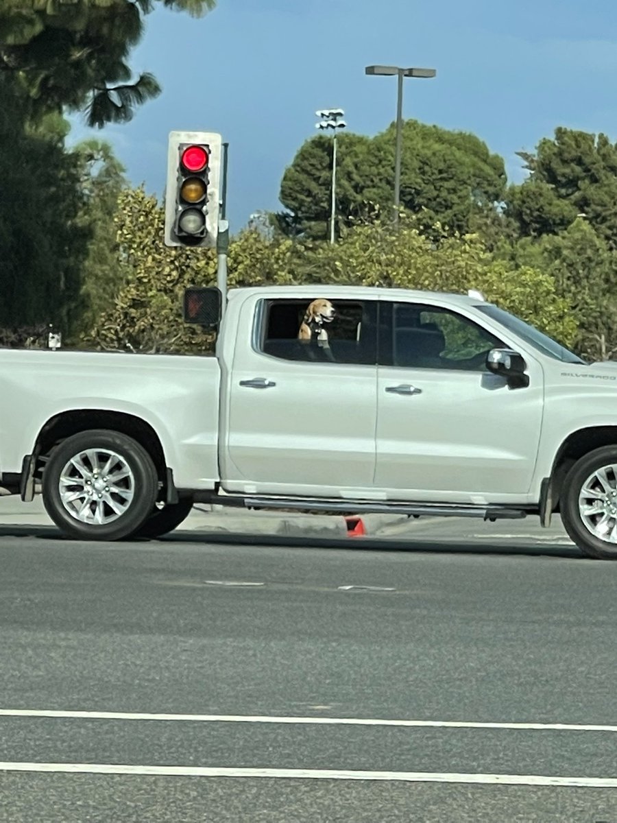 carolineqai's tweet photo. hello and welcome to my thread of dogs I see out when I’m driving 🤧🥺 https://t.co/RP7zu8itmF