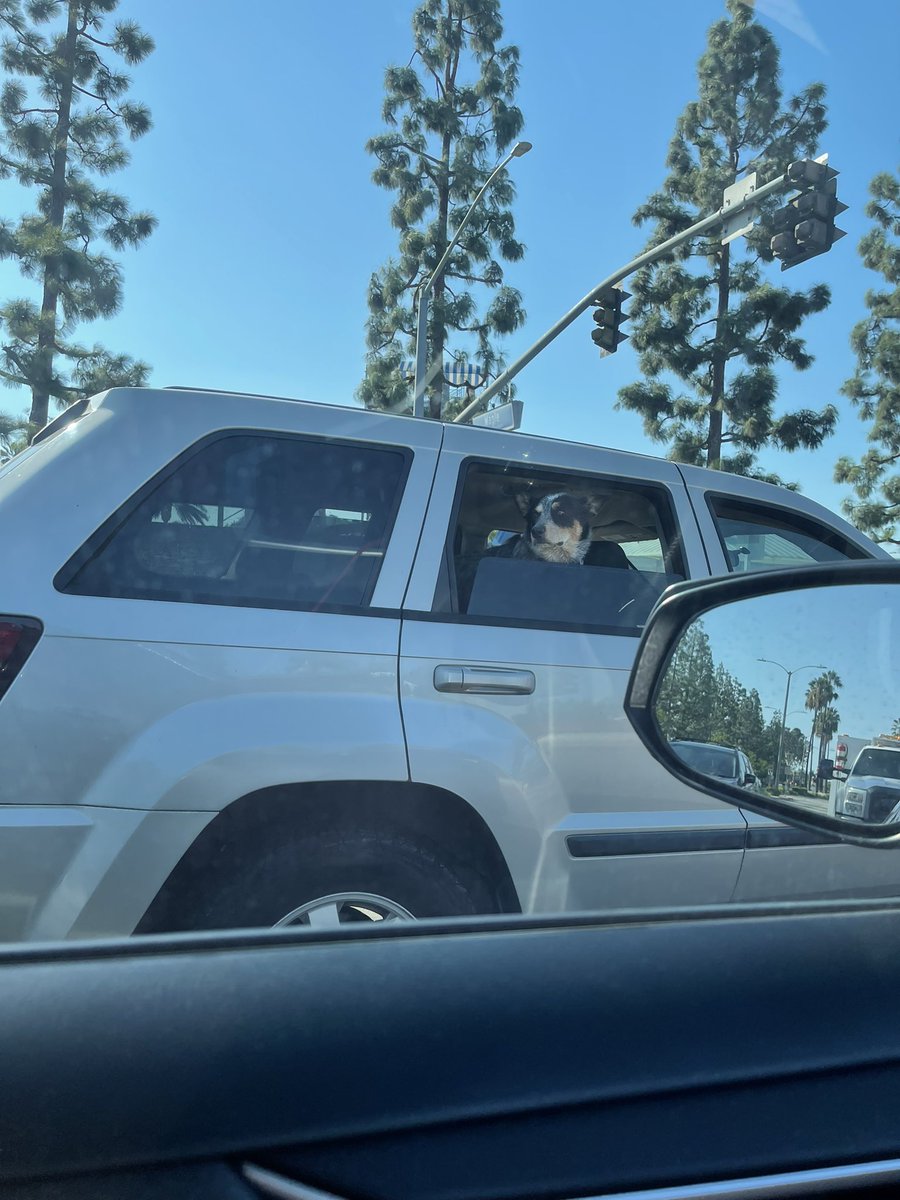 carolineqai's tweet photo. hello and welcome to my thread of dogs I see out when I’m driving 🤧🥺 https://t.co/RP7zu8itmF