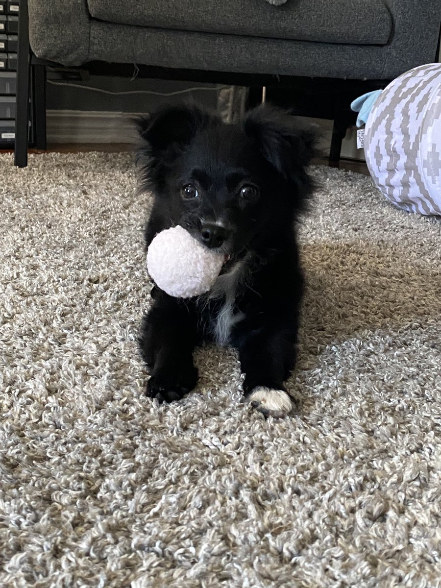 IAmNotInNeed's tweet image. new puppy just dropped