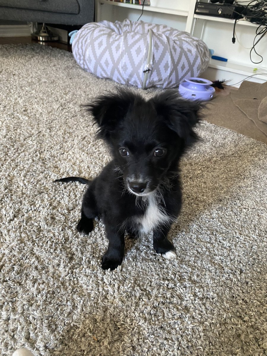 IAmNotInNeed's tweet image. new puppy just dropped