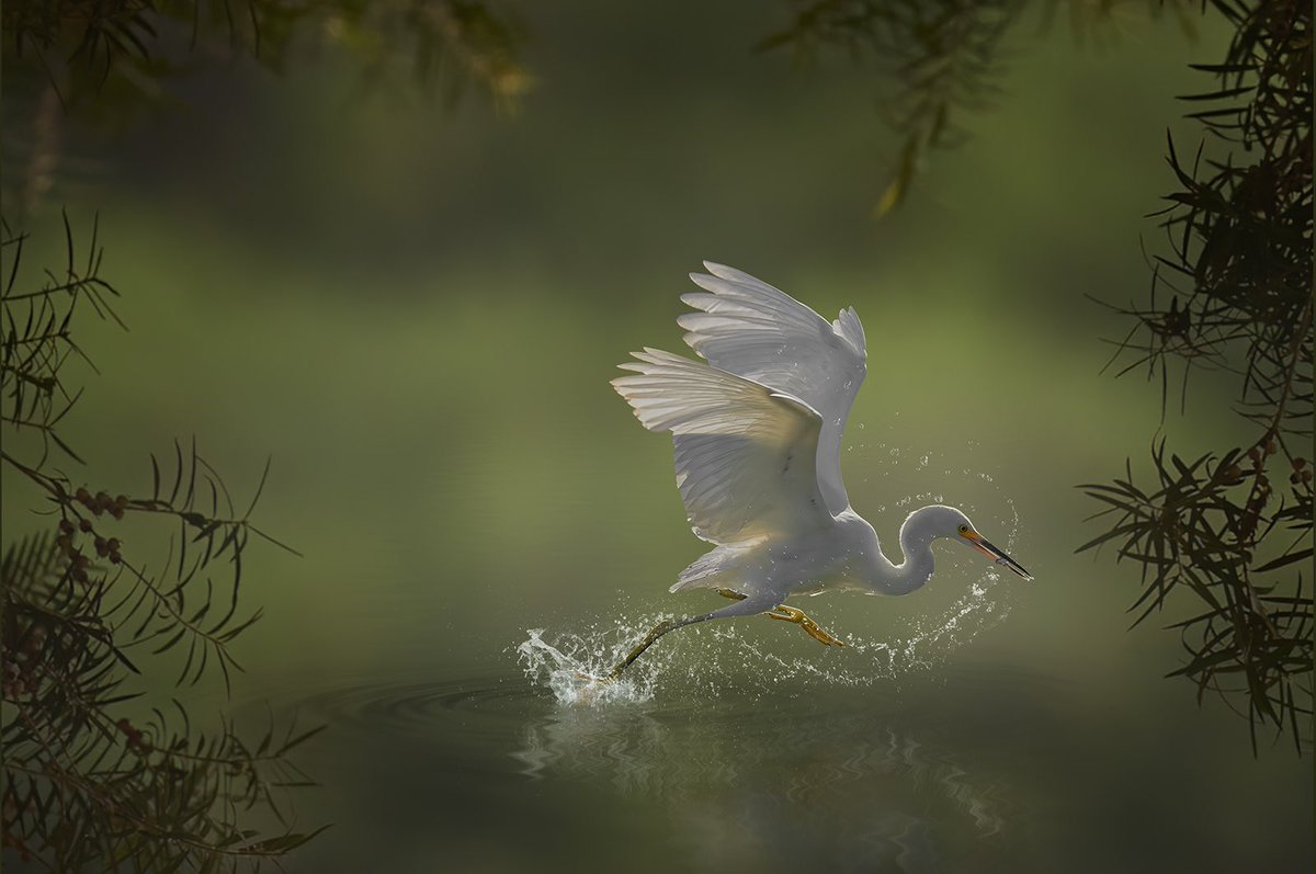 <a href="/MetaJungleNFT/">MetaJungle</a> I would like to share a few awesome photos by <a href="/fineartbyhendro/">Hendro Soetrisno | hendro.eth</a> - for all of his works linkte.ee/fineartbyhendro