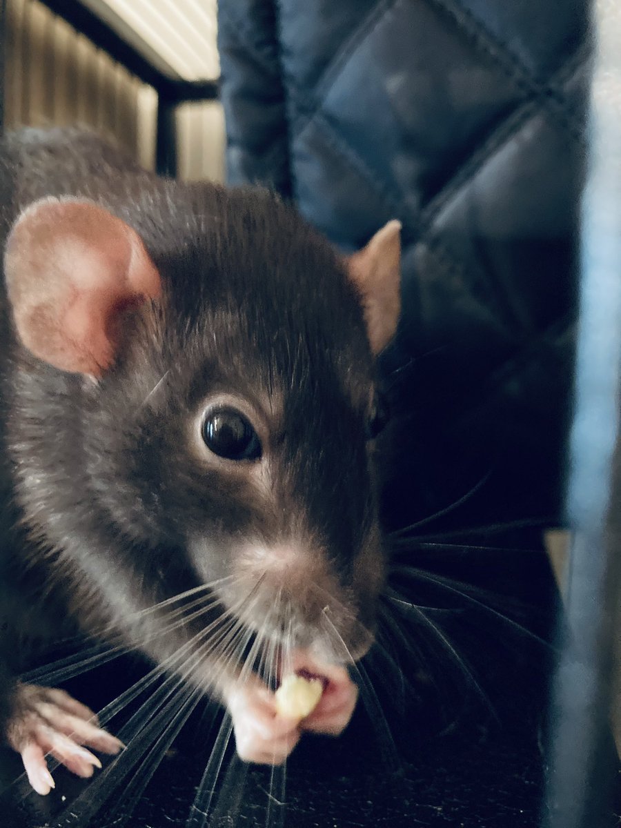 Raj1410's tweet photo. Thanks Momma. I’ve not tried Haribos yellow bellies snakes before - she made it last though… old age = some extra special treats. That’s on top of the usual McDonald’s! Lucky girls indeed - Tuesday treats… #mygirls #RatsLand #pets #animals #rats #oldies #special #sweeties https://t.co/UzQMSEwgA5