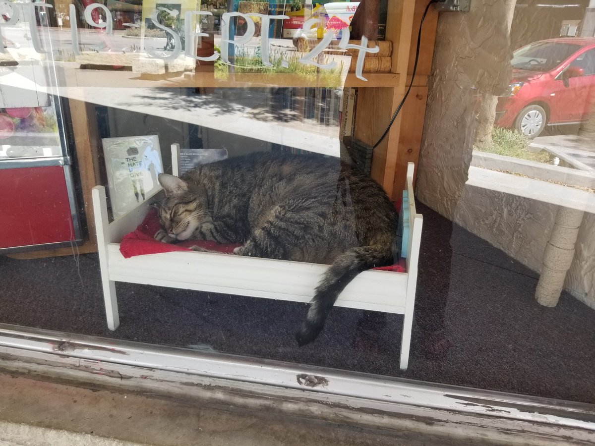 mikknu's tweet photo. No flowers but I found bookstore cat!! 

#studytwtpets https://t.co/cSLLYrxB7S