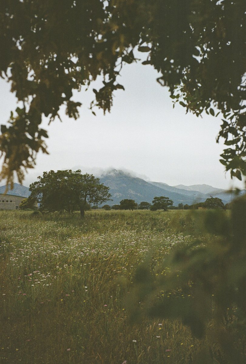 SoSaysMathias's tweet photo. Scenes from Sardinia I.✌🏼#LeicaM6 
@KodakProFilmBiz @BelieveInFilm https://t.co/WYVzNtMly1
