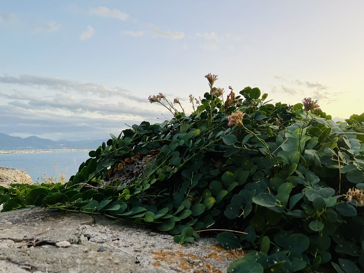 Lu_Laccetti's tweet photo. Cliff species and Aeolian landscapes: how lucky I am to be a botanist in the Mediterranean! 

#Botany #fieldwork #Sicily #Endangered #Evolution #PhD https://t.co/pb9LgE5PyD